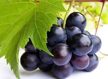 Insen Supply Trans Resveratrol 99% Trans-Resveratrol